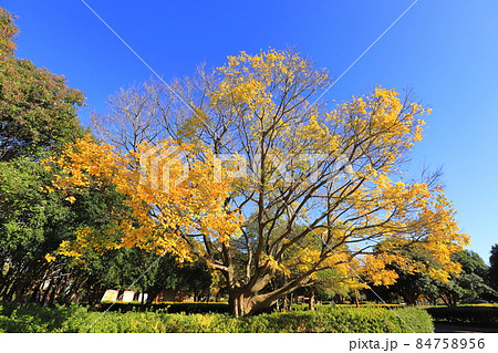 榎(エノキ)の大木と紅葉 榎(エノキ)の大木と紅葉 84758956