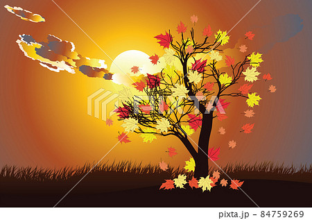 Autumn maple tree and sunset sky 84759269