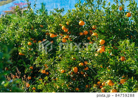 ミカン畑　ぽんかん 84759288
