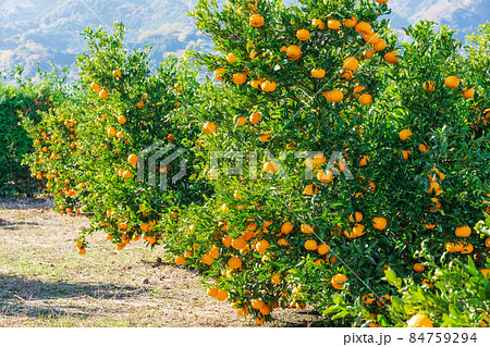 ミカン畑 ぽんかん ミカン畑 ぽんかん 84759294