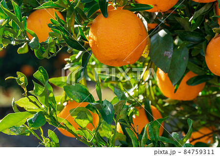 ミカン畑 ぽんかん ミカン畑 ぽんかん 84759311