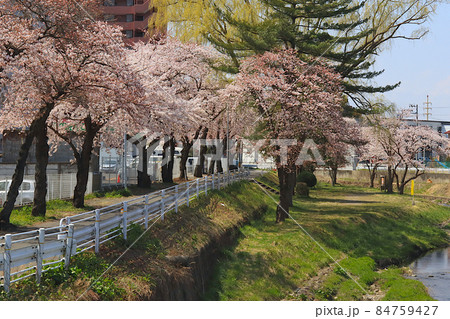 よく河川敷にある公園で見られる春に桜の咲く風景。 宮城県仙台市宮城野区苦竹にある梅田川公園。 よく河川敷にある公園で見られる春に桜の咲く風景。 宮城県仙台市宮城野区苦竹にある梅田川公園。 84759427