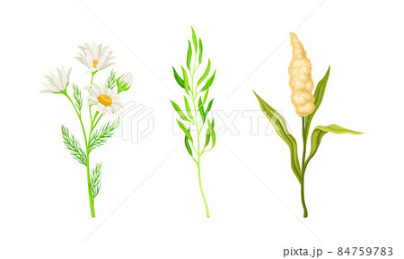 Set of meadow or garden plants and flowers set vector illustration on white background Set of meadow or garden plants and flowers set vector illustration on white background 84759783