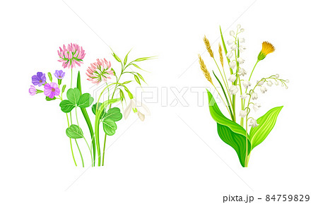 Set of summer blooming wildflowers set. Beautiful bouquets of meadow flowers, lily of the valley, dandelion, phlox, clover vector illustration 84759829