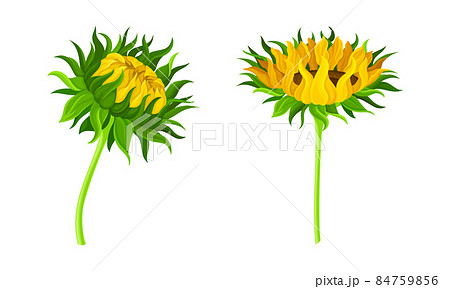 Sunflower Flowers Set Botanical Floral Design のイラスト素材
