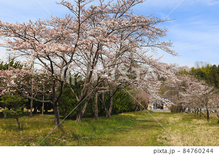 「塩内公園」で春に桜が咲く風景。 宮城県村田町村田塩内。 「塩内公園」で春に桜が咲く風景。 宮城県村田町村田塩内。 84760244