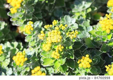 磯菊（イソギク）の花　 84760998