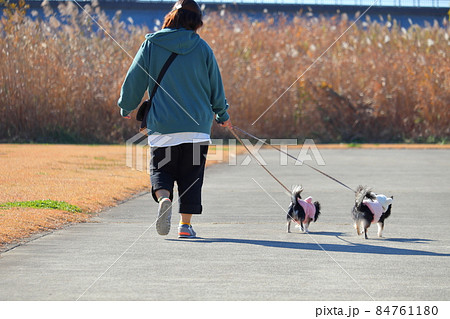 犬と散歩する女性 チワワ 多頭飼いの写真素材