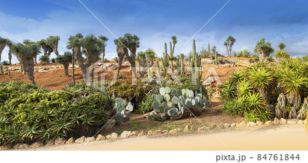 Cactus botanical garden 84761844