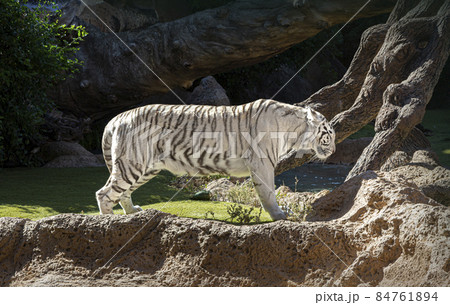 Striped Adult Tiger 84761894