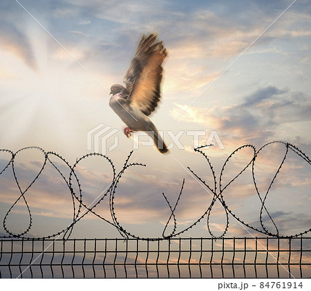 The concept of the International Day of Migrants: 84761914