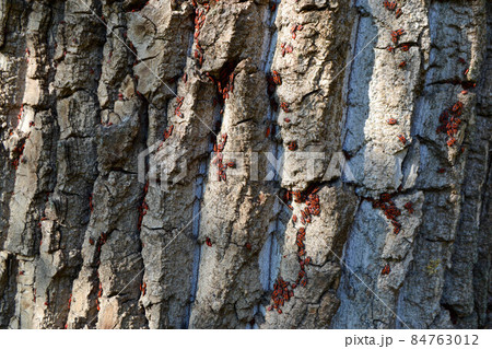 Group of firebugs on an oak bark 84763012