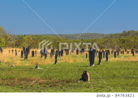 オーストラリア　ノーザンテリトリーのリッチフィールド国立公園のマグネティック・ターマイト・マウンズ 84763821