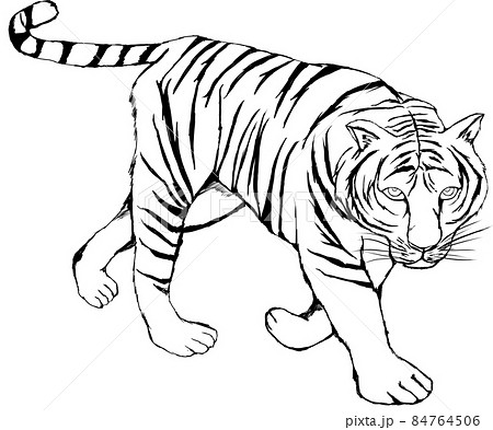 手書きの虎の線画のイラスト素材