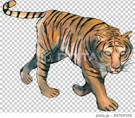 Handwritten tiger line drawing - Stock Illustration [84764506] - PIXTA