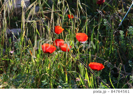 Anemones bloom in a forest clearing in northern Israel 84764561