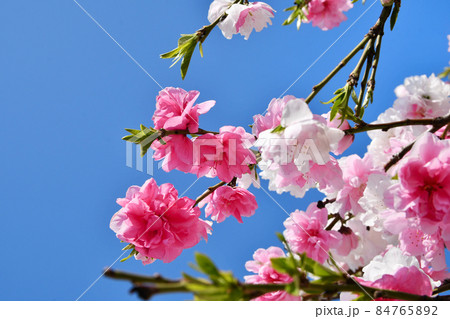 紅白の花が咲く源平桃 紅白の花が咲く源平桃 84765892