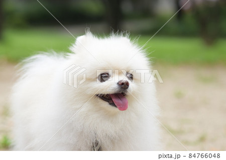 可愛い白いポメラニアン 84766048