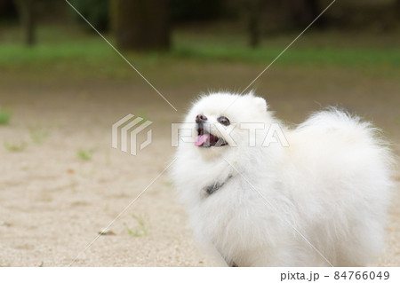 可愛い白いポメラニアン 84766049
