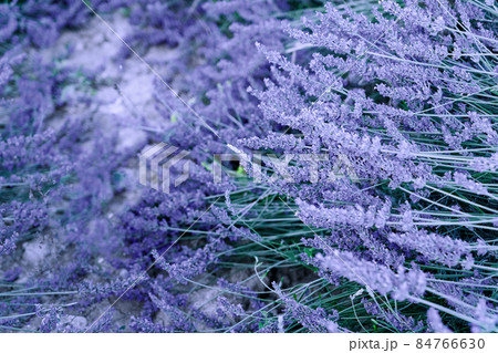 Lavender field at summer Lavender field at summer 84766630