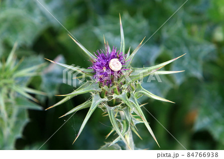 The weedy thistle plant in a city park in northern Israel The weedy thistle plant in a city park in northern Israel 84766938