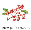 Sichuan pepper, raster illustration 84767030