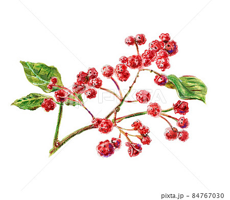 Sichuan pepper, raster illustration 84767030