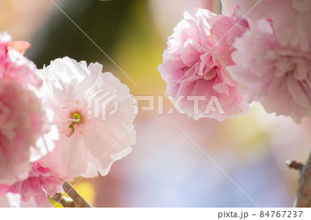 春の晴天の青空に映える満開の八重桜 84767237