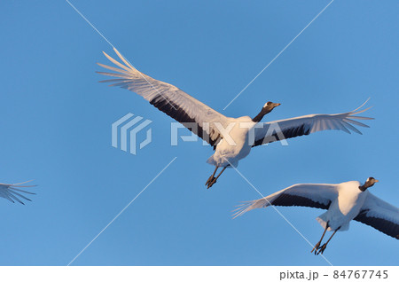 青空を飛ぶ二羽のタンチョウ（北海道・鶴居） 84767745
