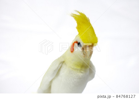 かわいい人気のペット【コザクラインコ】 かわいい人気のペット【コザクラインコ】 84768127