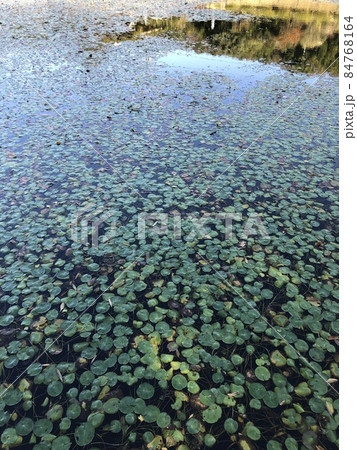 深秋の睡蓮　　 ～～・Mid-autumn water lily・～～ 84768164