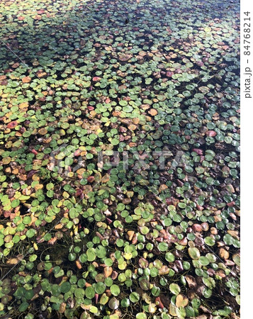 深秋の睡蓮　　 ～～・Mid-autumn water lily・～～ 84768214