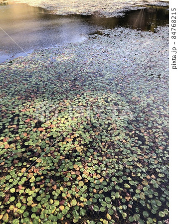 深秋の睡蓮 ~~・Mid-autumn water lily・~~ 深秋の睡蓮 ~~・Mid-autumn water lily・~~ 84768215