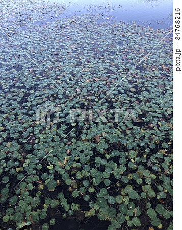 深秋の睡蓮 ~~・Mid-autumn water lily・~~ 深秋の睡蓮 ~~・Mid-autumn water lily・~~ 84768216