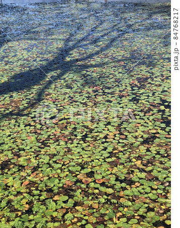 深秋の睡蓮　　 ～～・Mid-autumn water lily・～～ 84768217