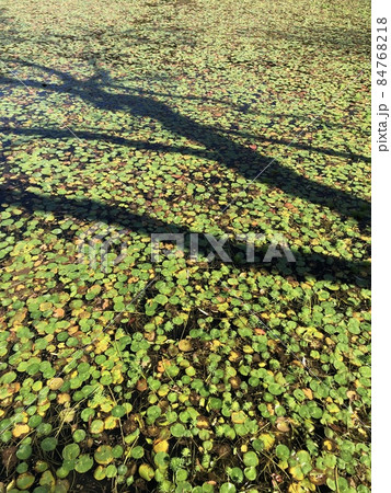 深秋の睡蓮 ~~・Mid-autumn water lily・~~ 深秋の睡蓮 ~~・Mid-autumn water lily・~~ 84768218