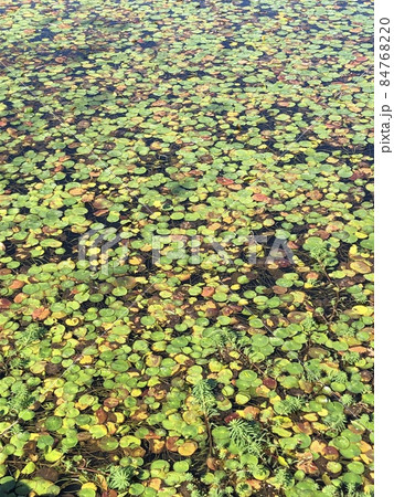 深秋の睡蓮 ~~・Mid-autumn water lily・~~ 深秋の睡蓮 ~~・Mid-autumn water lily・~~ 84768220