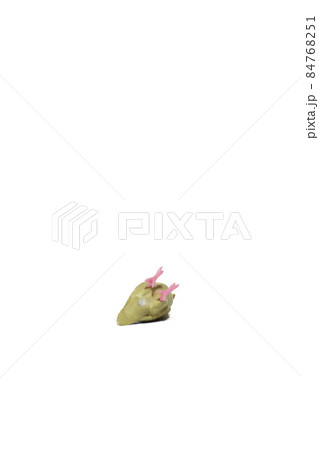 かわいい人気のペット【コザクラインコ】 かわいい人気のペット【コザクラインコ】 84768251