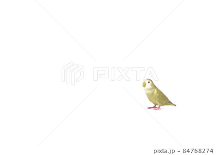 かわいい人気のペット【コザクラインコ】 84768274