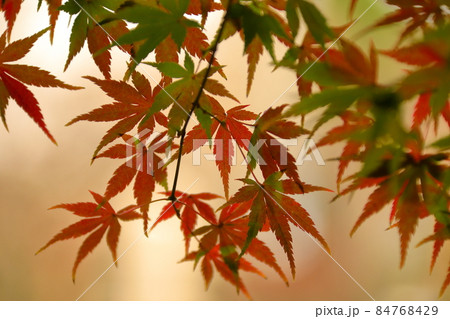 埼玉県川越市小仙波町　天台宗別格本山中院　紅葉したモミジ 84768429