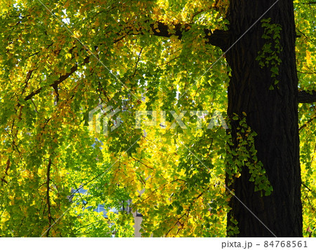 イチョウの黄葉 84768561