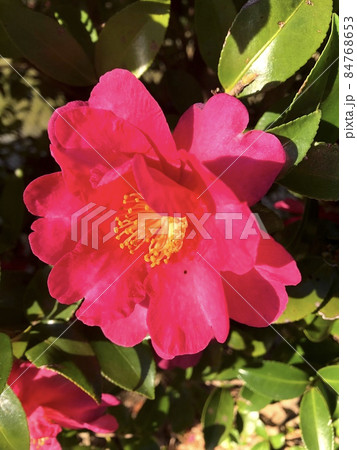 さざんか サザンカ 咲いた道 山茶花 Sasanqua さざんか サザンカ 咲いた道 山茶花 Sasanqua 84768653