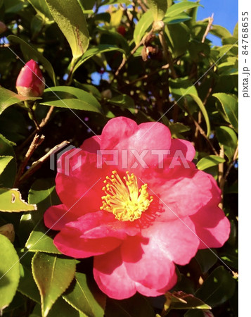 さざんか サザンカ 咲いた道 山茶花 Sasanqua さざんか サザンカ 咲いた道 山茶花 Sasanqua 84768655