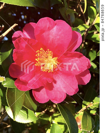 さざんか サザンカ 咲いた道 山茶花 Sasanqua さざんか サザンカ 咲いた道 山茶花 Sasanqua 84768659