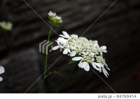 白い花 白い花 84769454