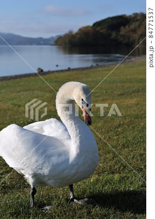 洞爺湖のコブハクチョウ（北海道洞爺湖町） 84771537