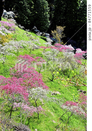 上中のしだれ桃 84771559