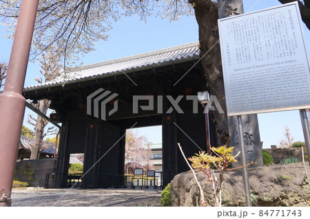 寛永寺旧本坊表門と満開の桜（東京都台東区上野公園） 84771743