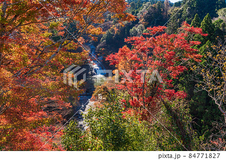 （千葉県）房総養老渓谷　紅葉期の粟又の滝 84771827