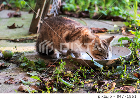 Homeless cat eats from a bowl in the yard. 84771961